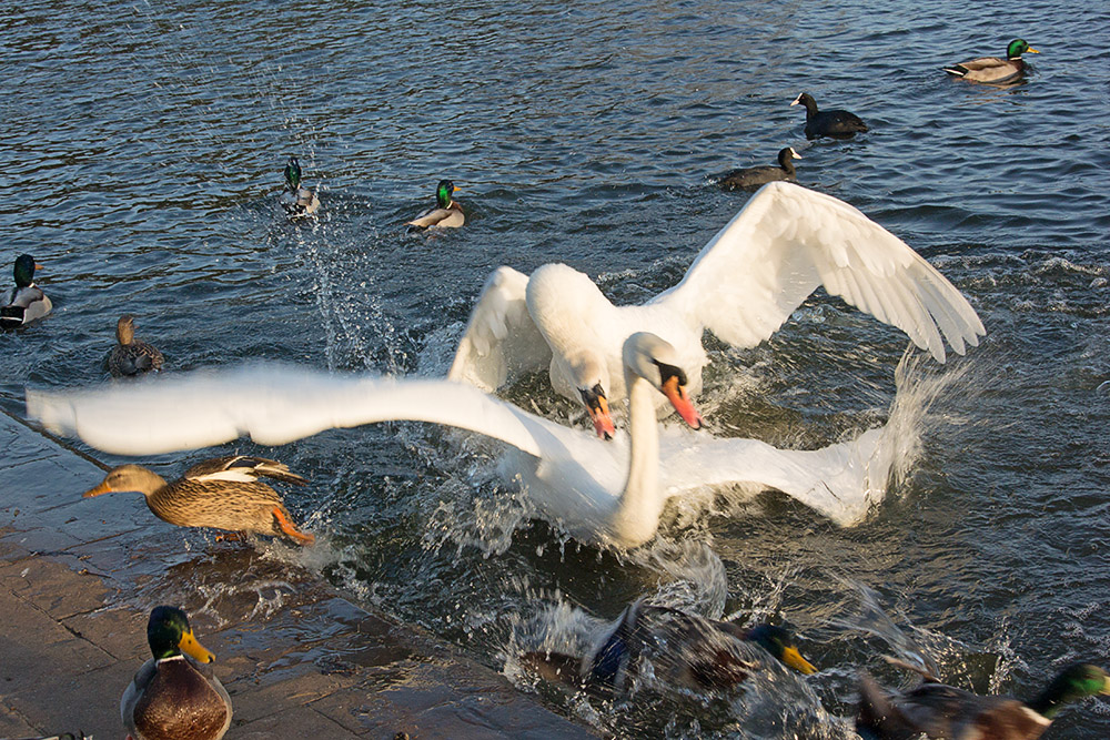 DSC_0424.jpg