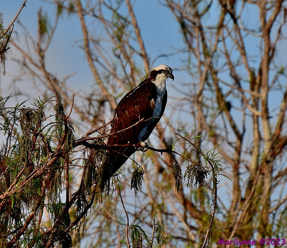 DSC_0425_001.JPG
