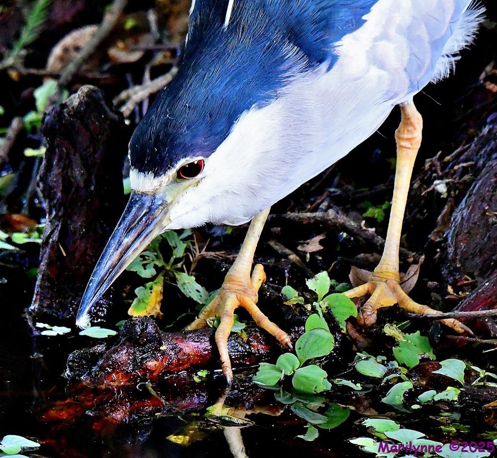 DSC_0425_001.JPG
