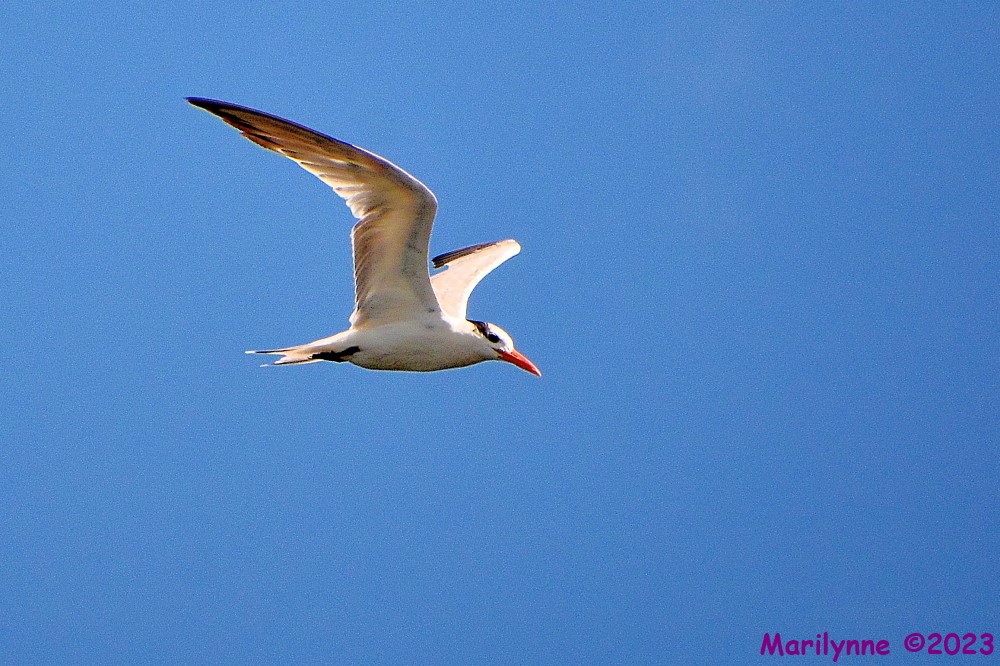 DSC_0426_001.JPG