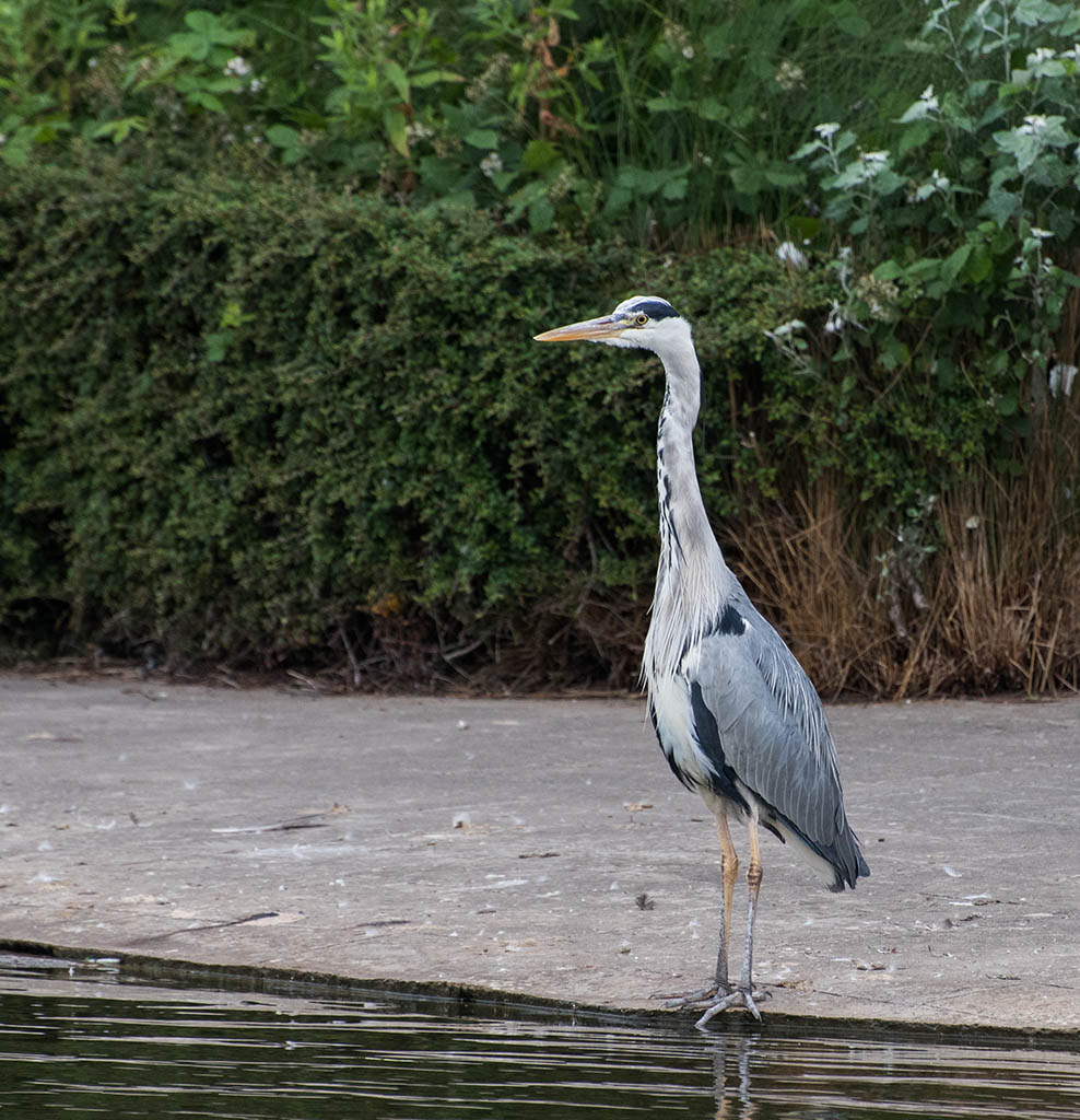 DSC_0428.jpg