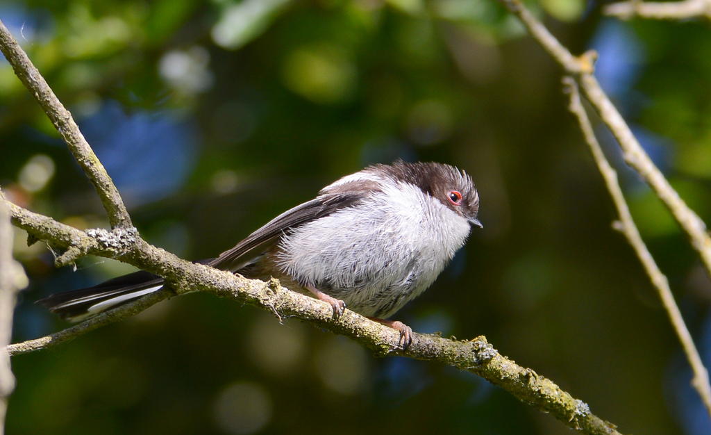 DSC_0433.jpg