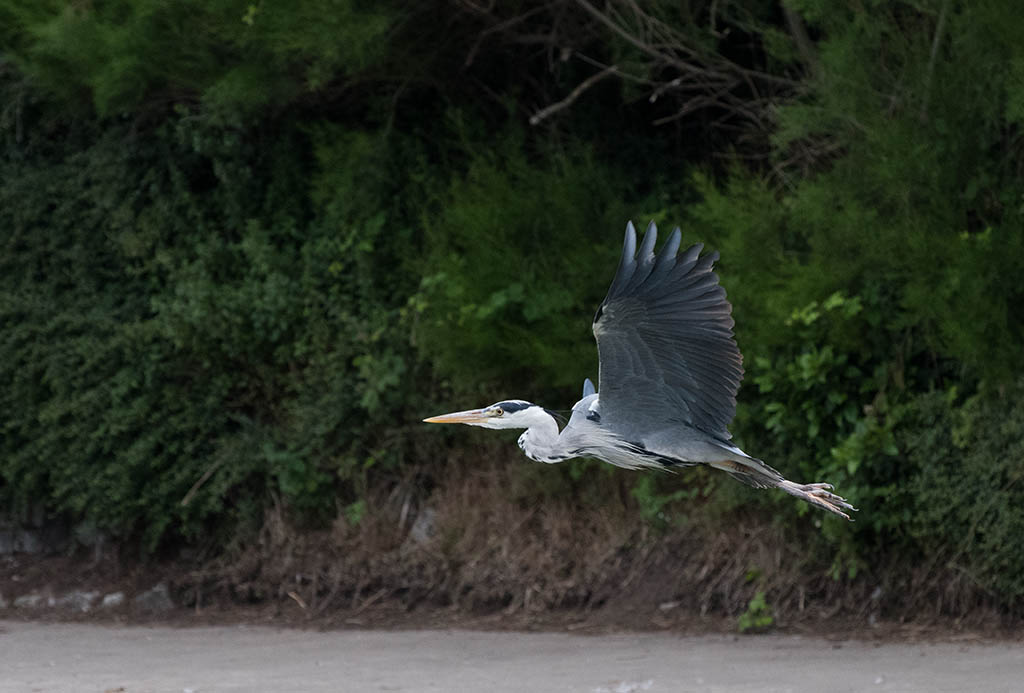 DSC_0434.jpg