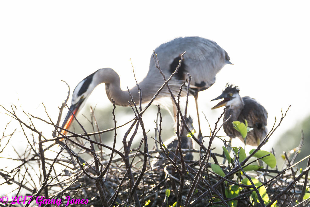 DSC_0437.jpg