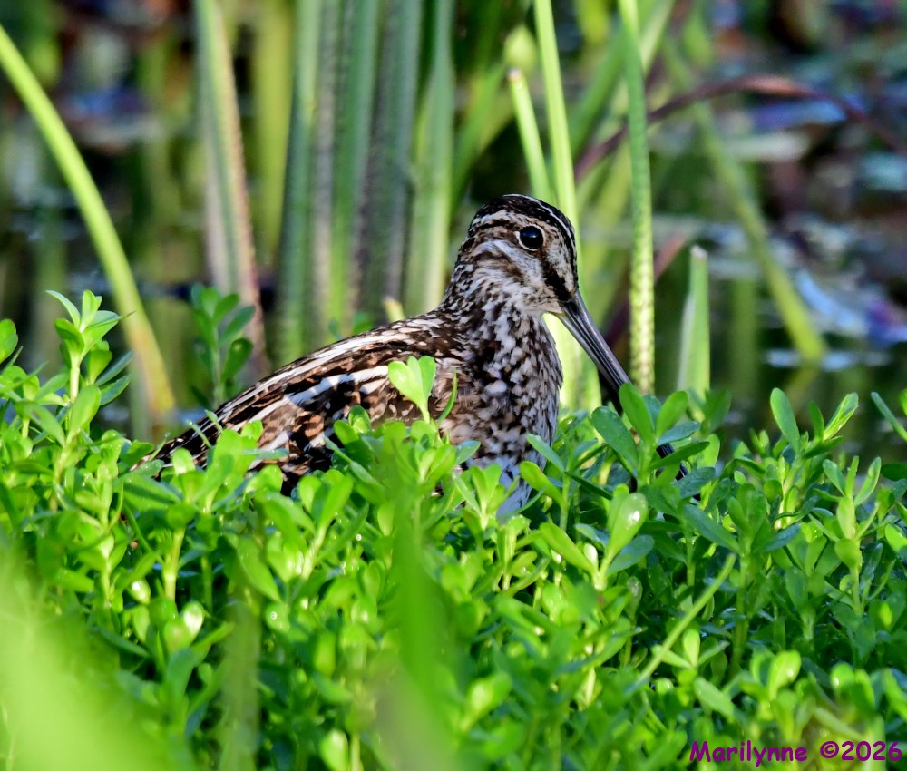 DSC_0437_001.JPG
