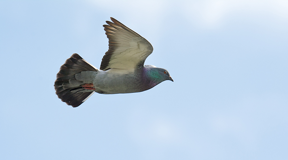 DSC_0438.jpg