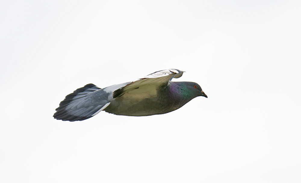 DSC_0439.jpg