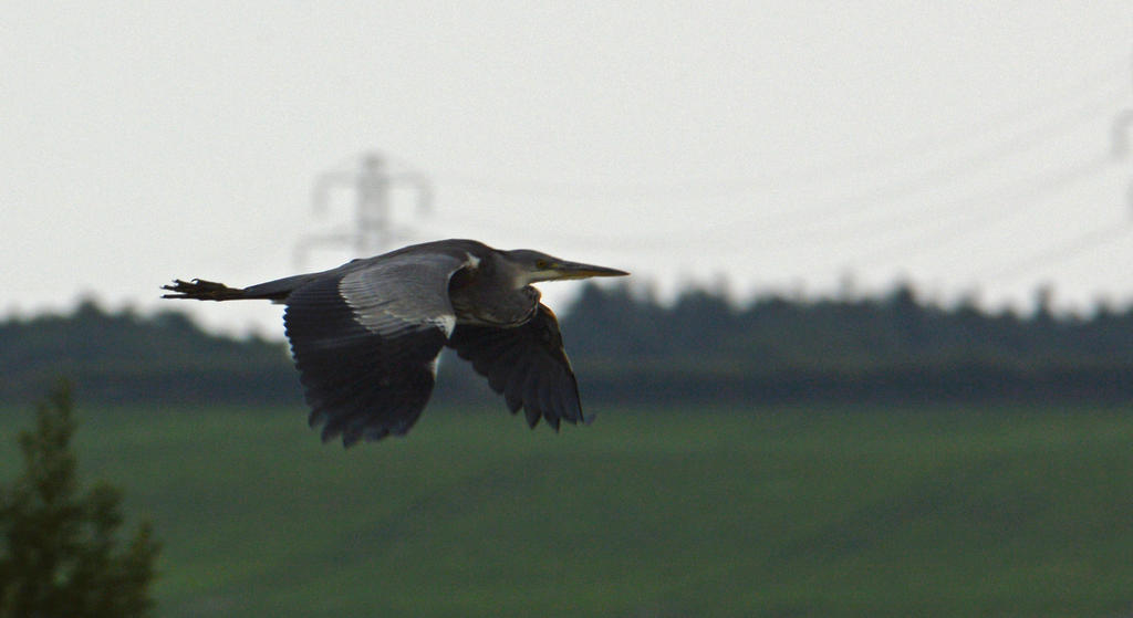 DSC_0440.jpg