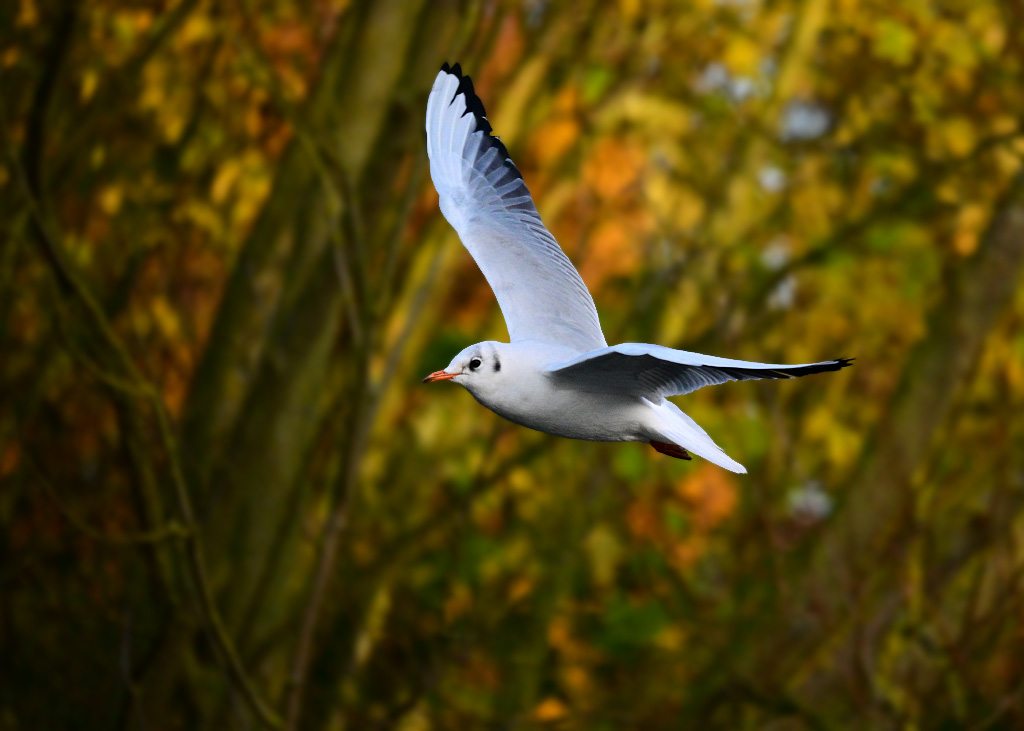 DSC_0440.jpg