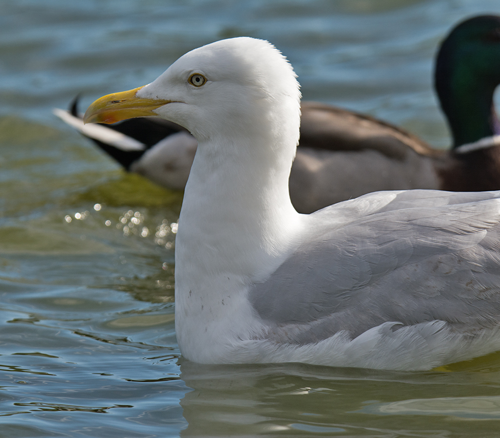 DSC_0441.jpg