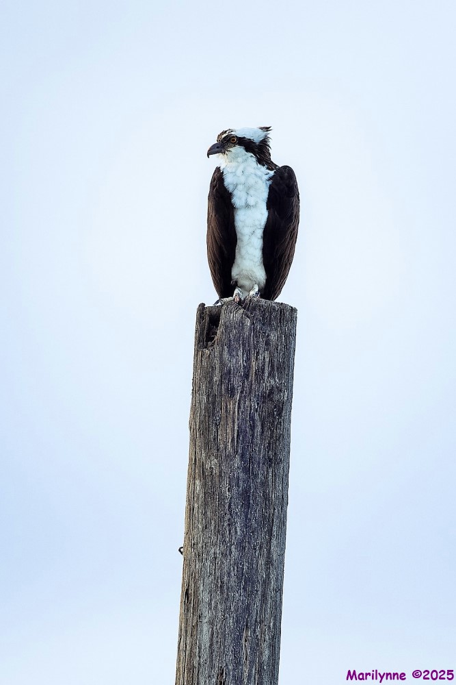 DSC_0444 copy2_001.JPG