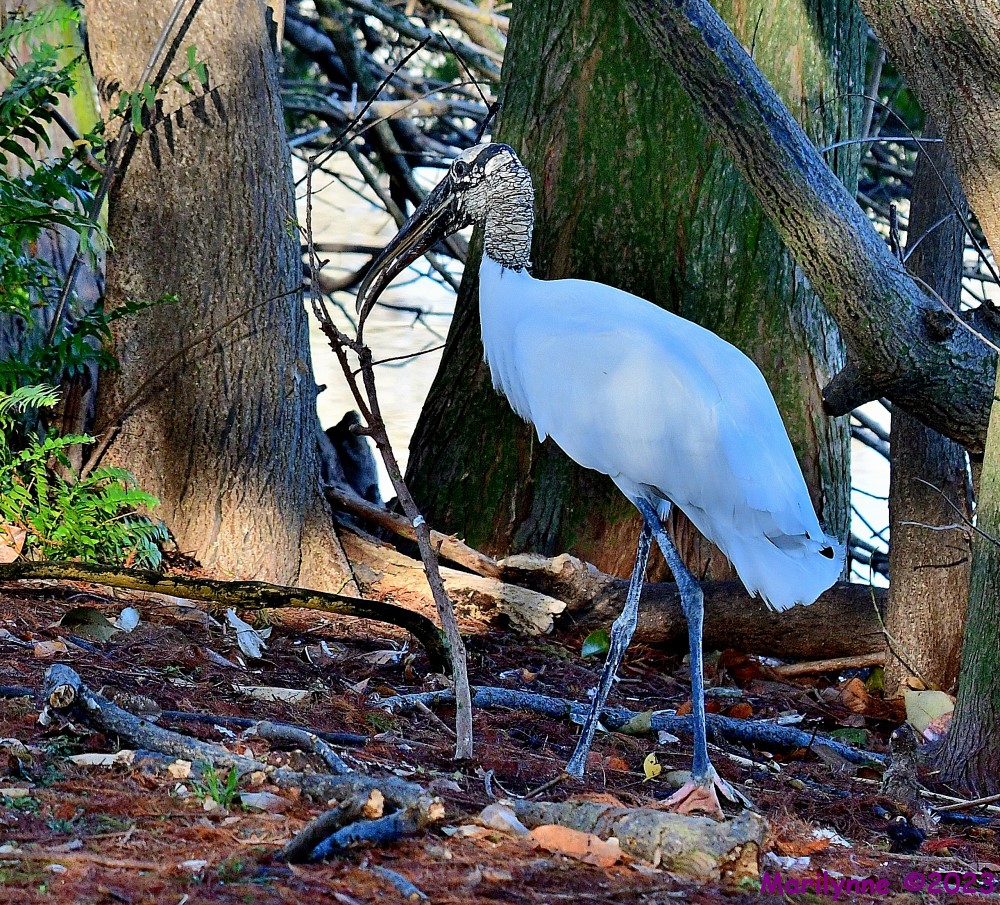 DSC_0444_001_01.JPG
