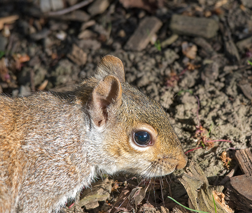 DSC_0446.jpg