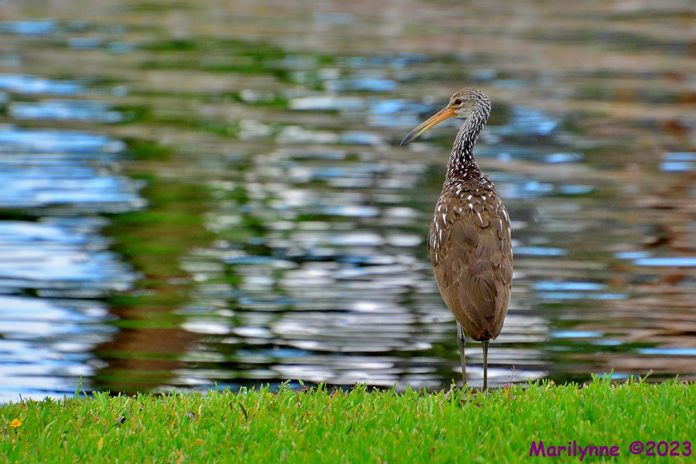 DSC_0447_001.JPG