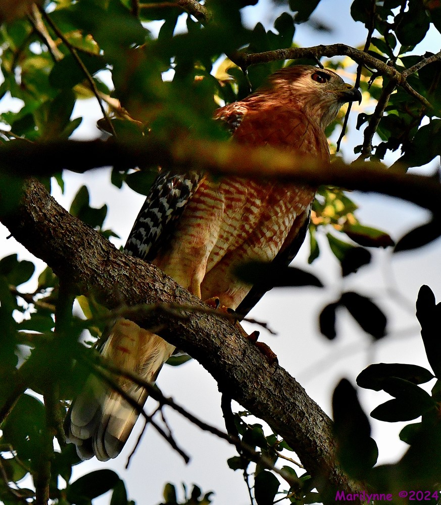 DSC_0447_001.JPG