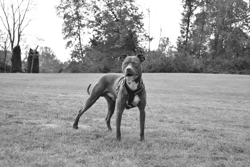 DSC_0449 nxd bw2.jpg
