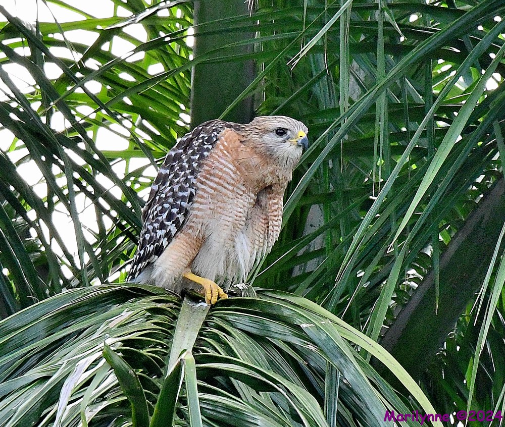 DSC_0453_001.JPG