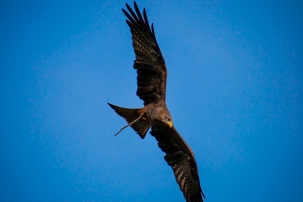 DSC_0454.jpg