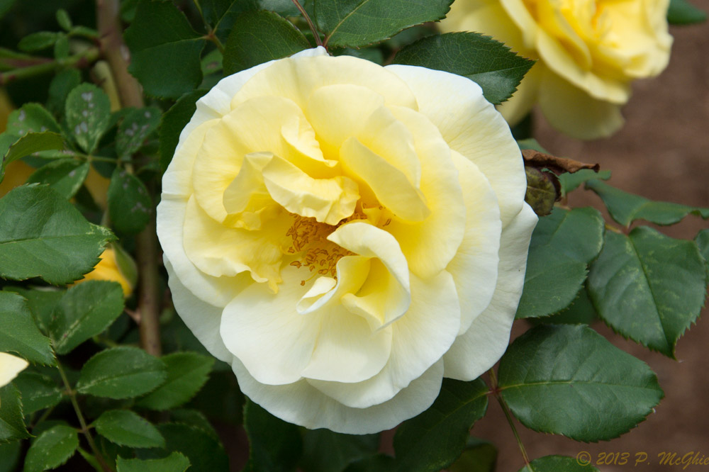 DSC_0455.jpg