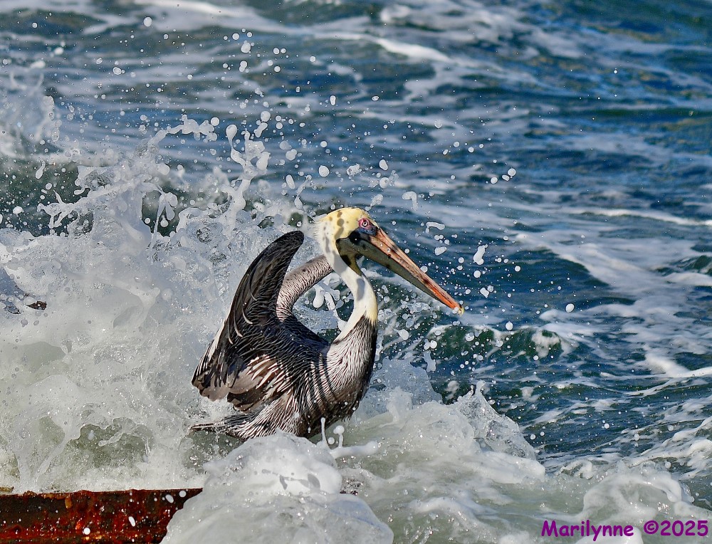 DSC_0455_001.JPG