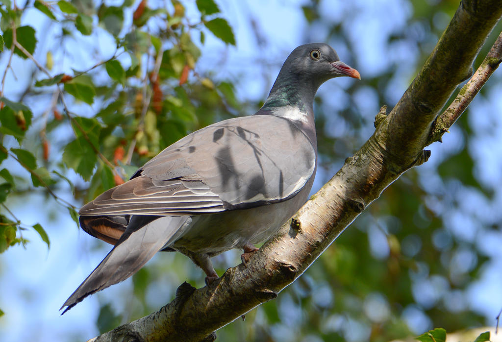 DSC_0456.jpg