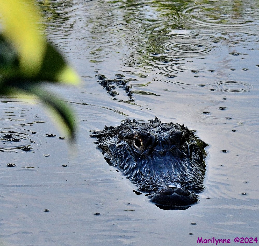 DSC_0456_001.JPG