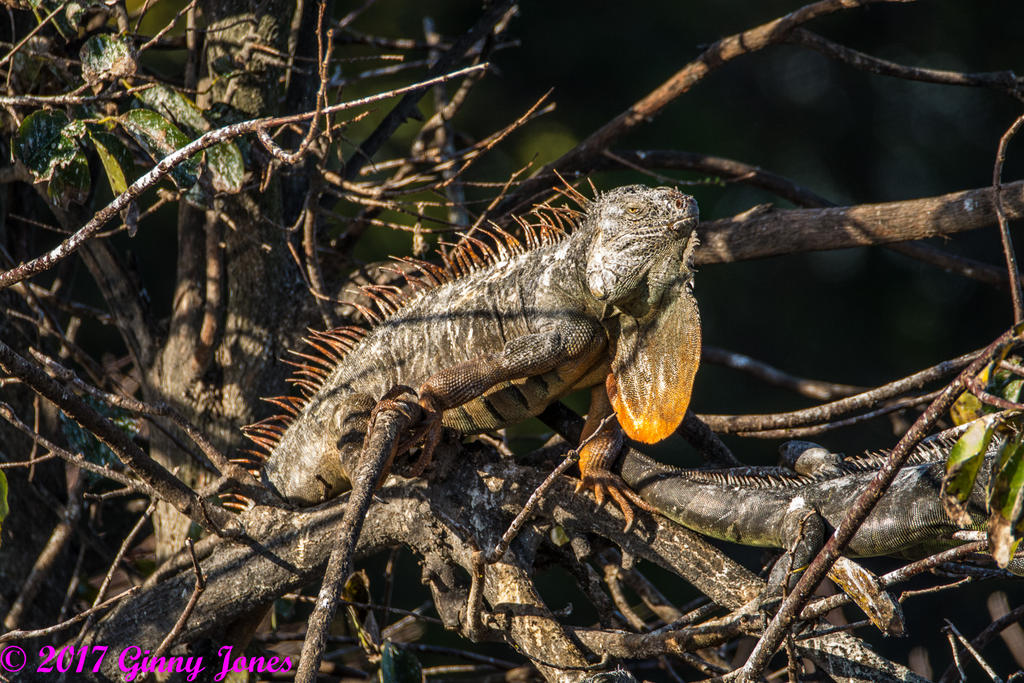 DSC_0457.jpg