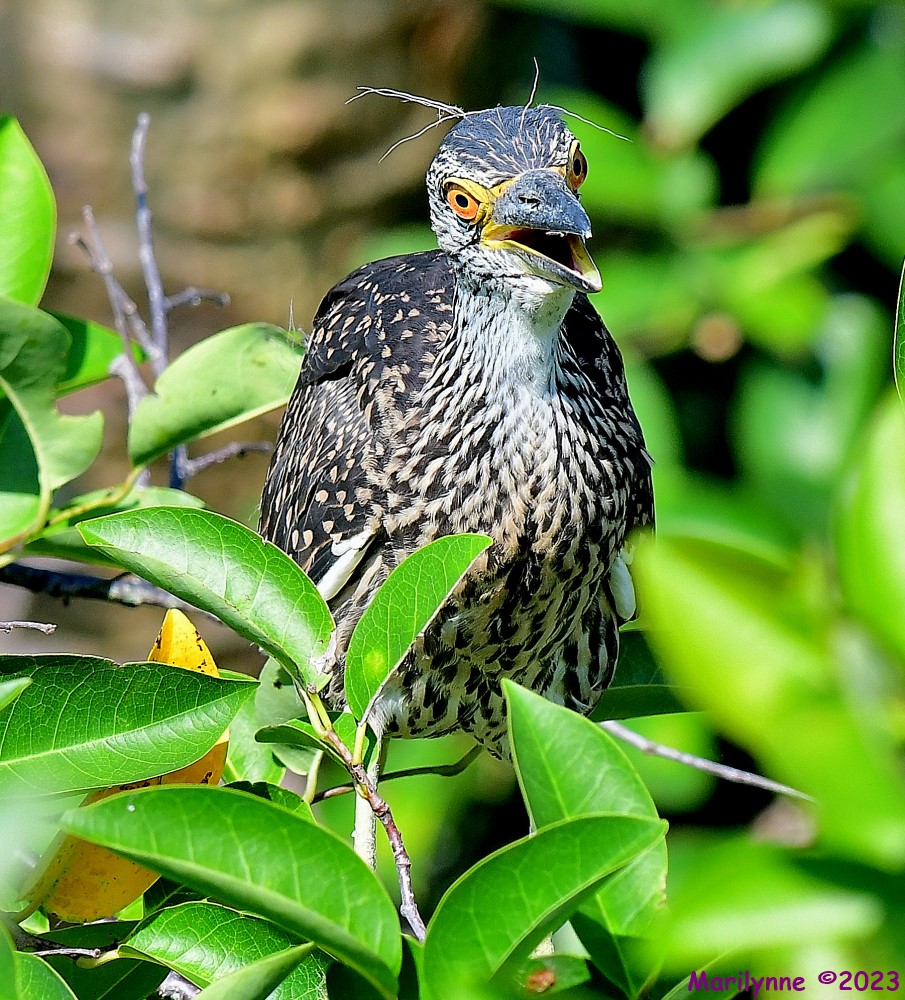 DSC_0457_001.JPG