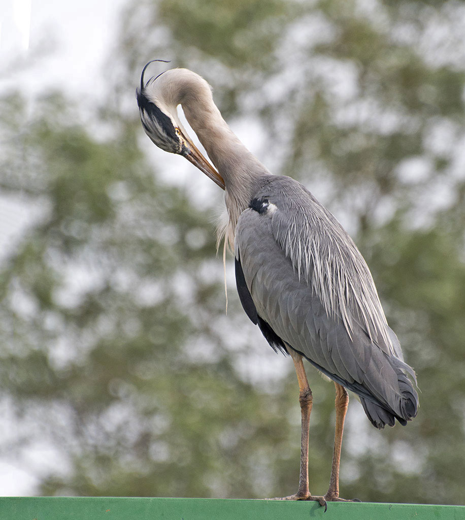 dsc_0457_35521654452_o.jpg