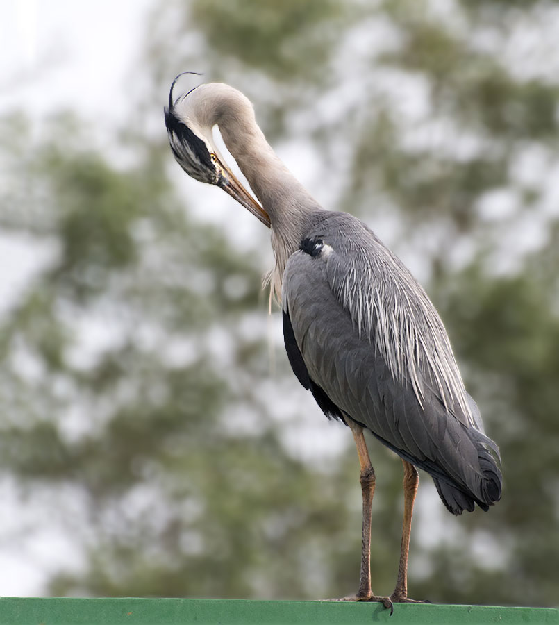 dsc_0457_35521654452_o.jpg