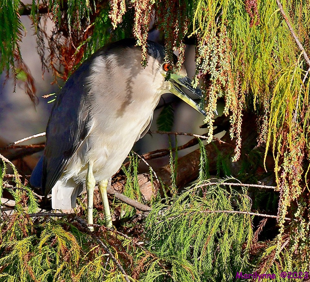 DSC_0458_001.JPG