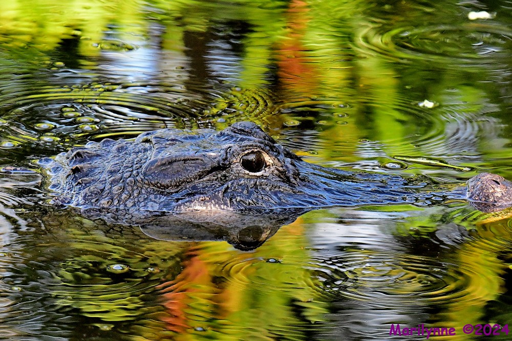 DSC_0458_001.JPG