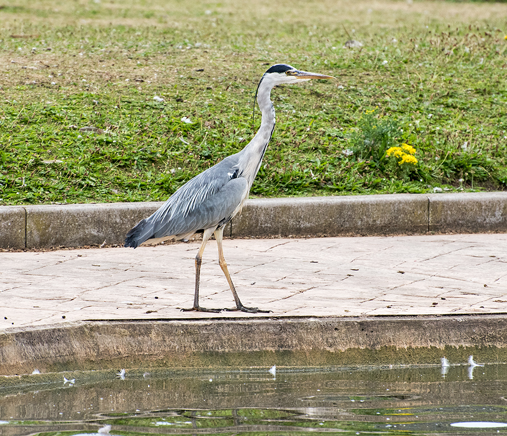 DSC_0459.jpg