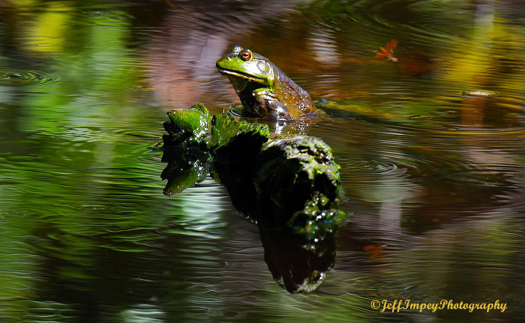 DSC_0459.jpg