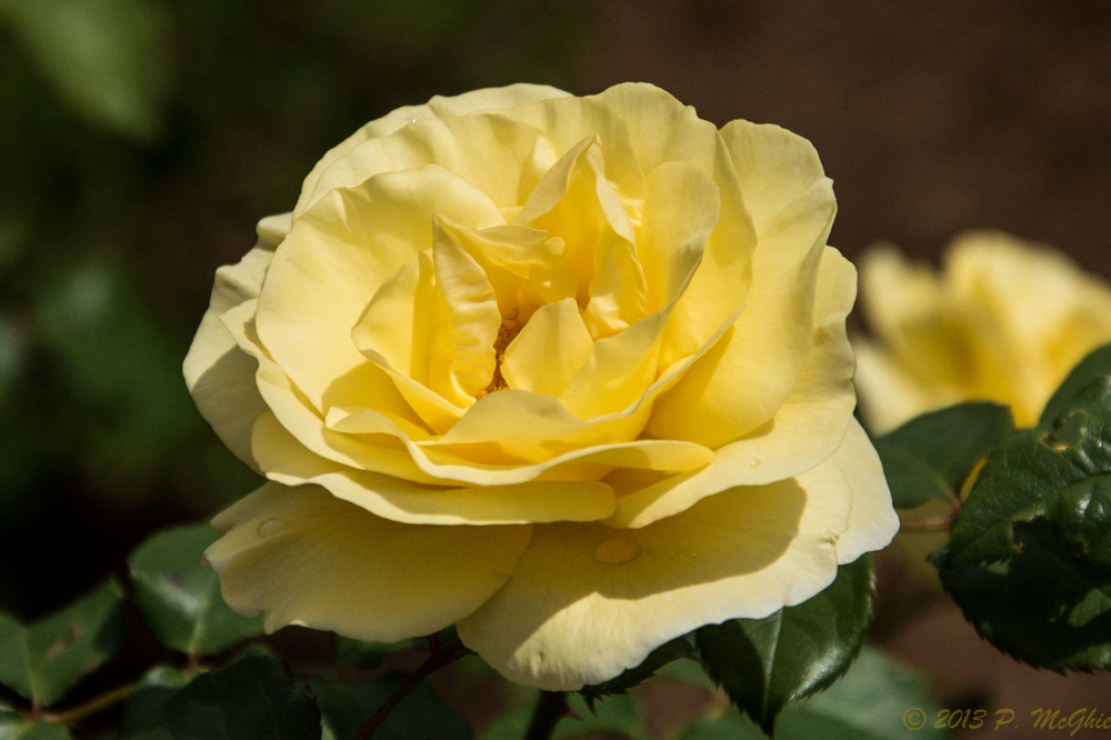 DSC_0460.jpg
