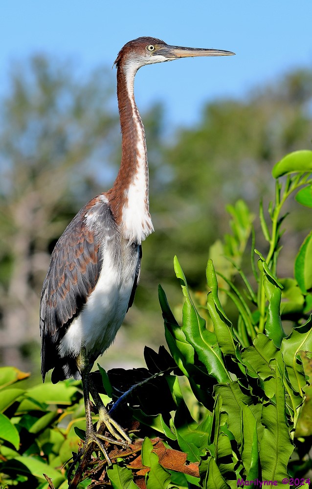 DSC_0462_001.JPG