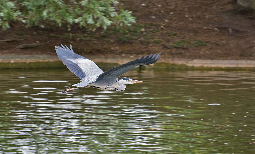 DSC_0465.jpg