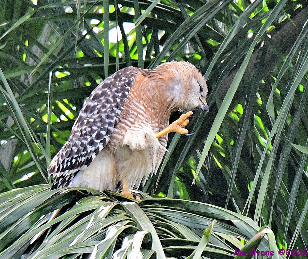 DSC_0467_001.JPG