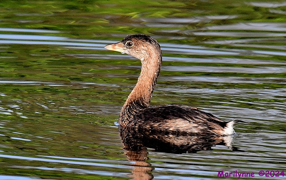 DSC_0467_001.JPG