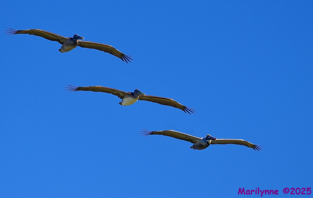 DSC_0468_001.JPG