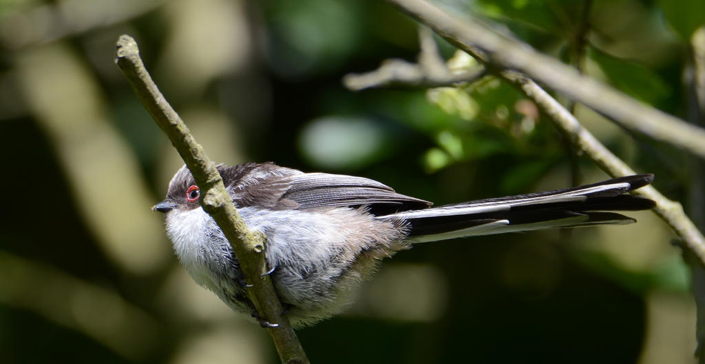 DSC_0469.jpg