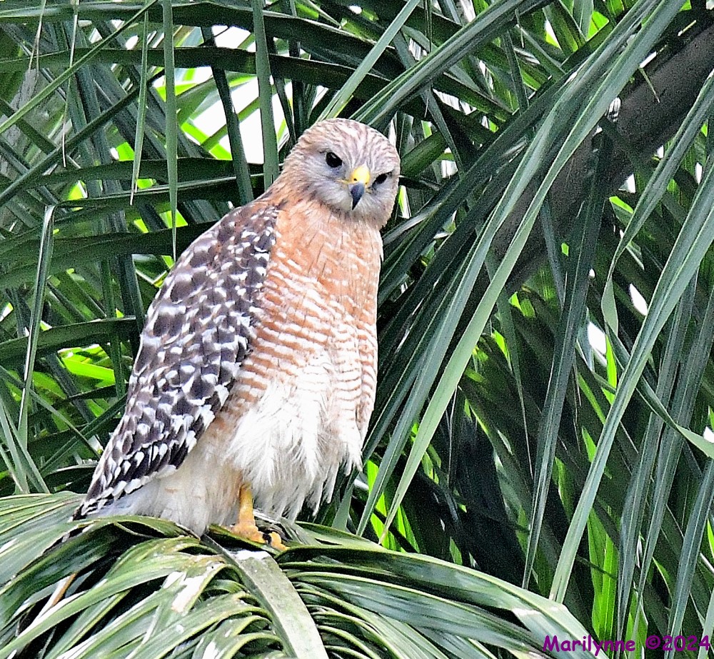 DSC_0470_001.JPG
