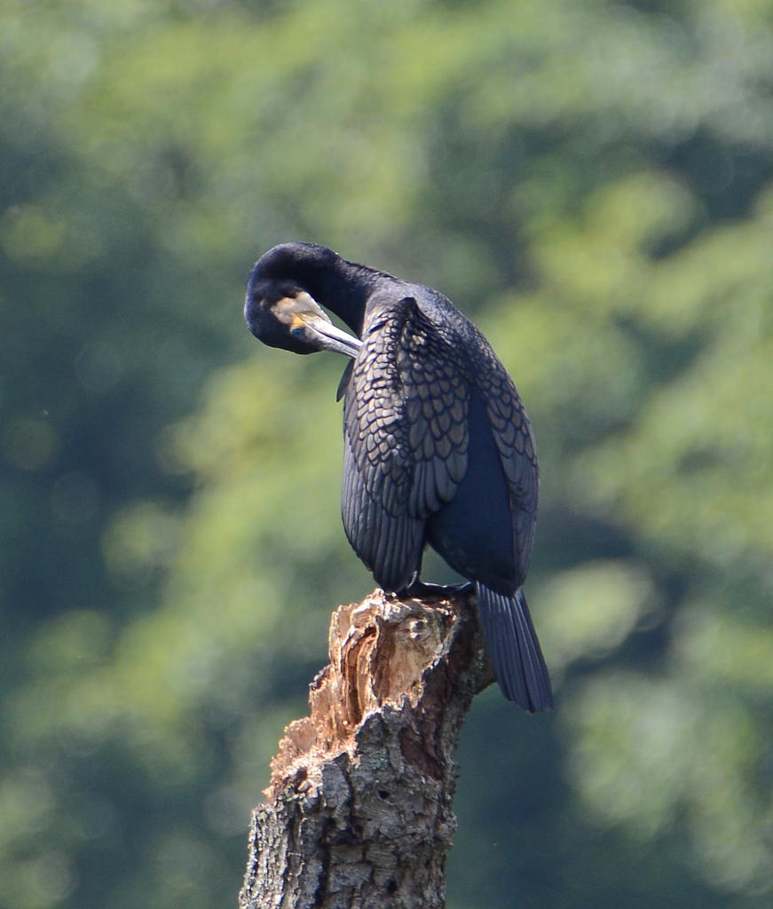 DSC_0471.jpg