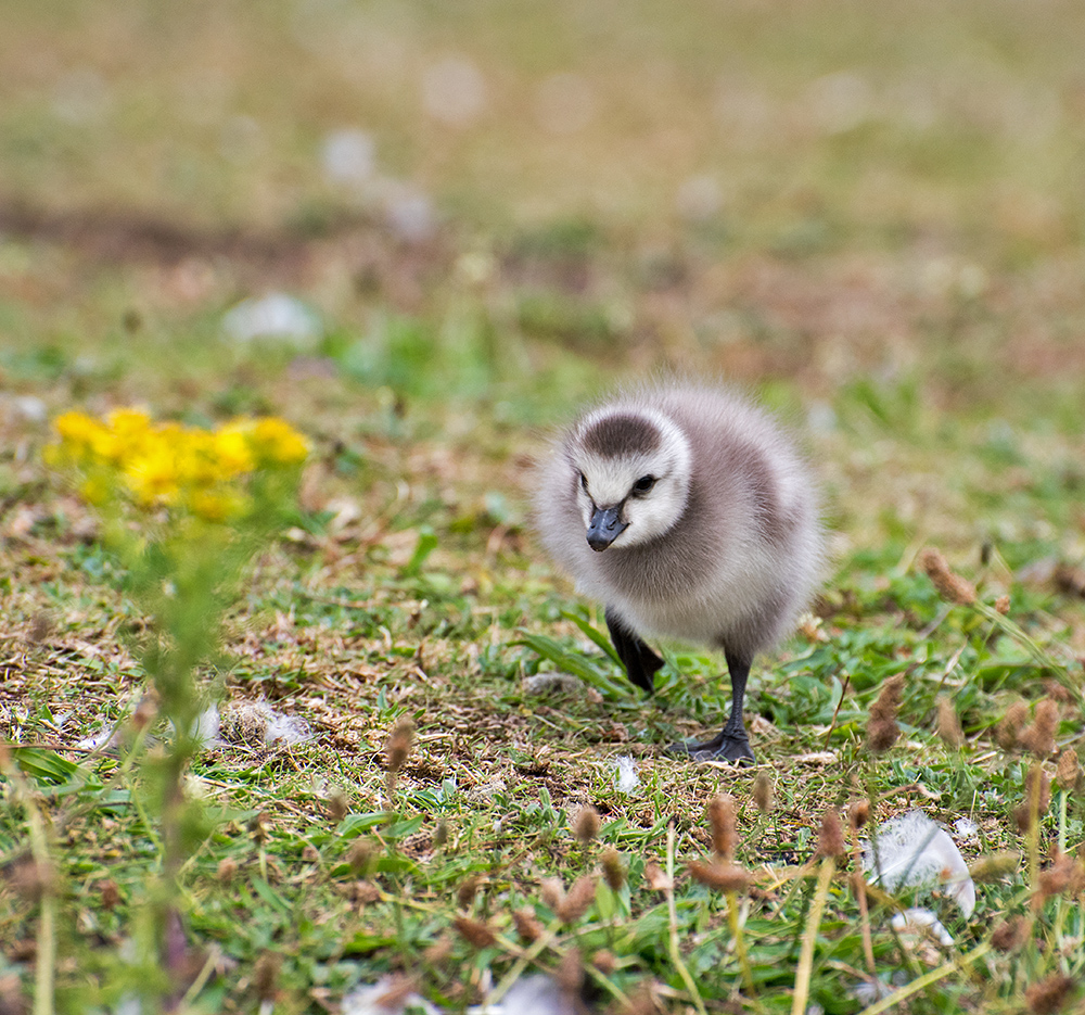 DSC_0474.jpg