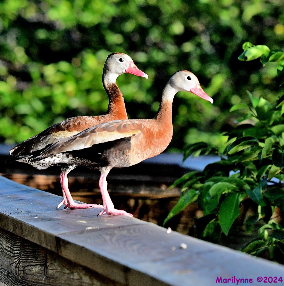 DSC_0474_001.JPG