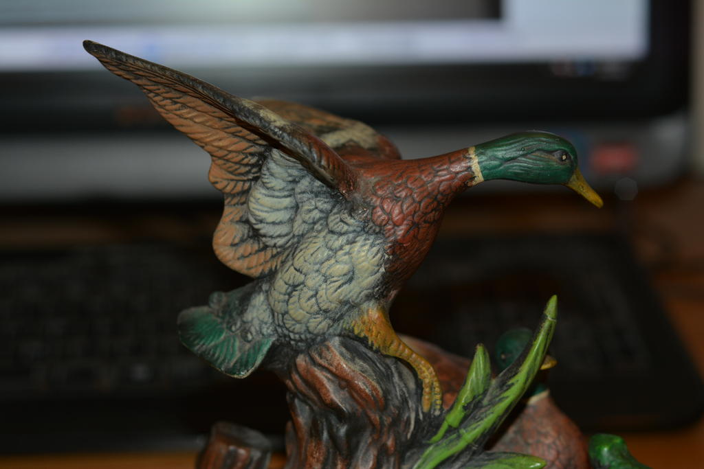 DSC_0475.jpg