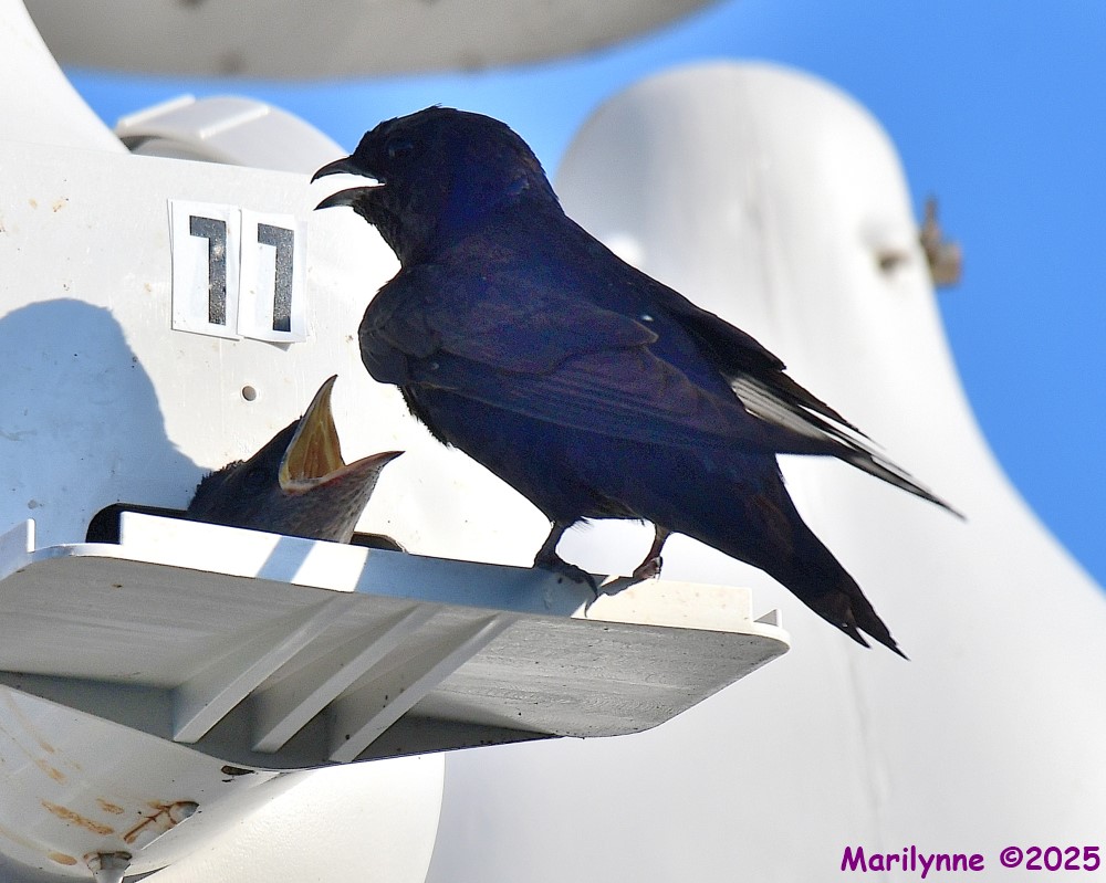 DSC_0475_001.JPG