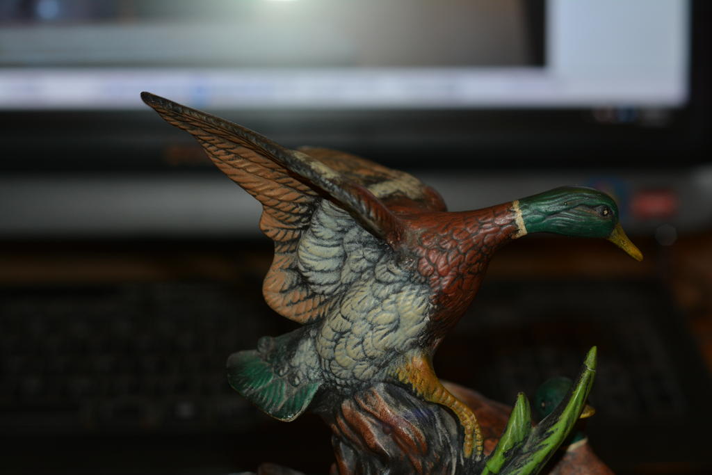 DSC_0477.jpg