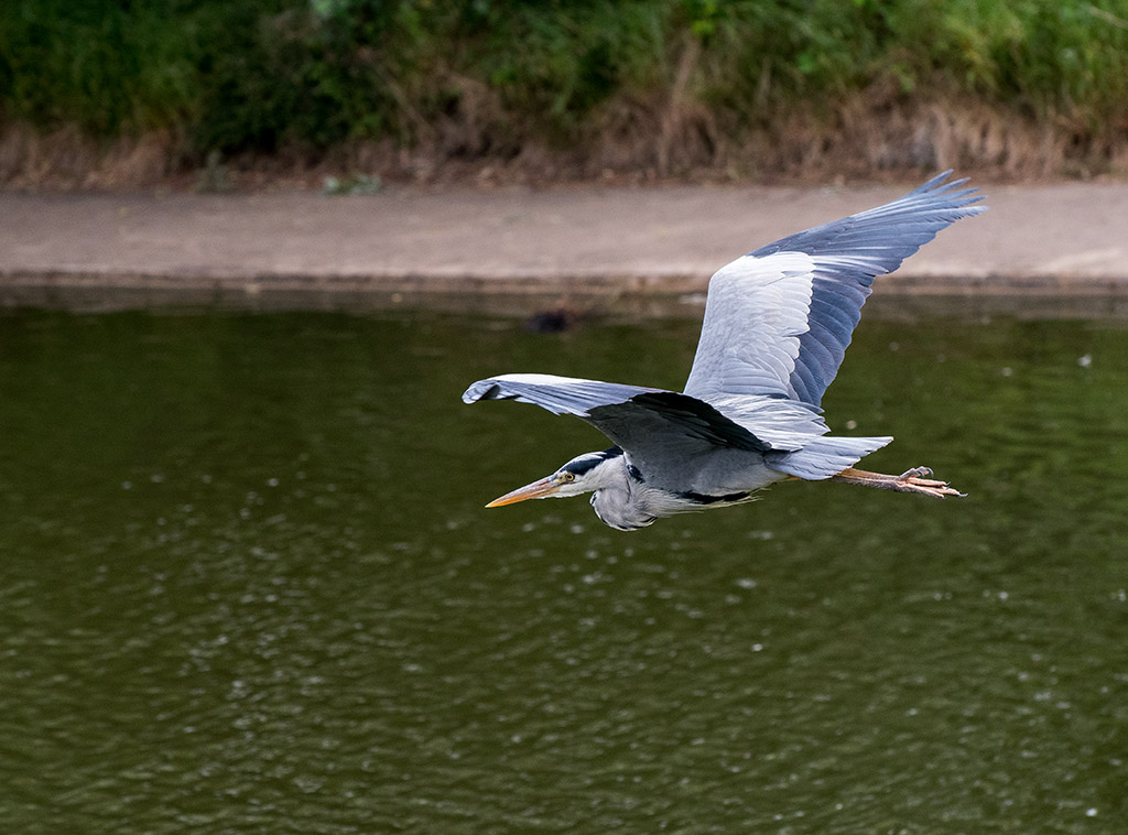 DSC_0477.jpg