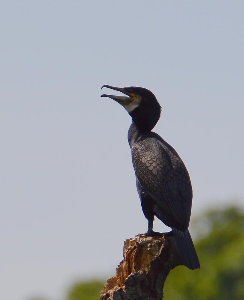 DSC_0478.jpg